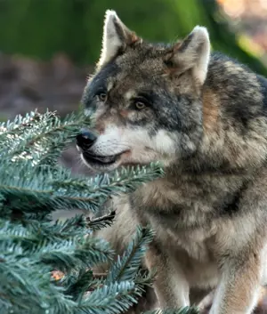 Stromčeky z Lamača robia radosť zvieratám v ZOO