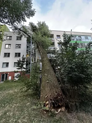 Spadnutý strom Na barine