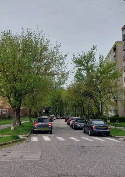 Výrub drevín na Studenohorskej