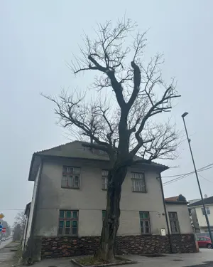 Rozlúčka s agátom pri Pantlovi na Vrančovičovej ulici