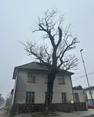 Rozlúčka s agátom pri Pantlovi na Vrančovičovej ulici